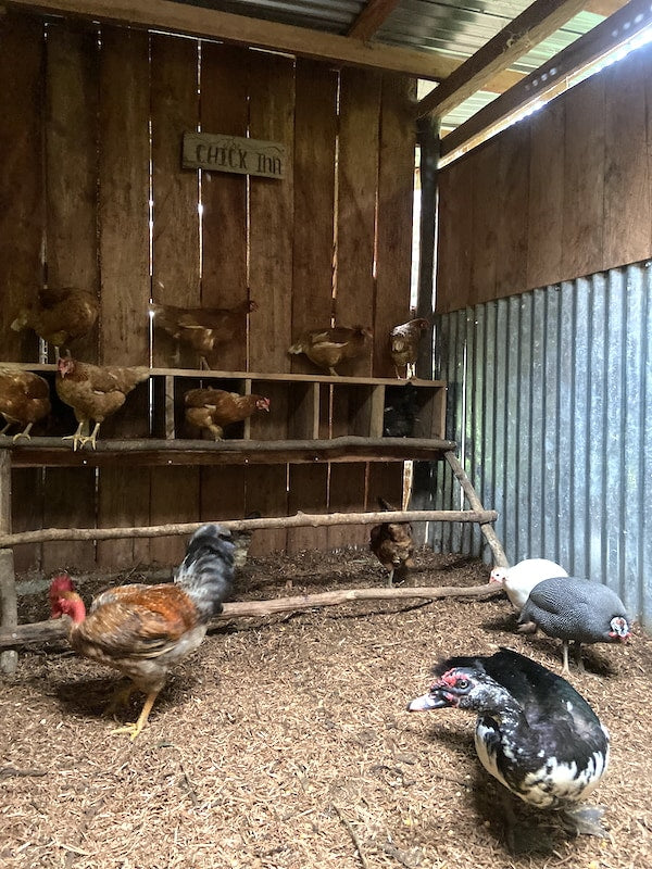 The 'Chick Inn' coop with hens, a muscovy duck and guinea fowl