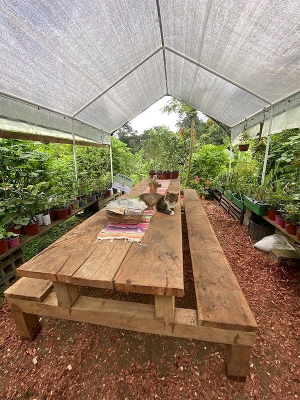 Long communal hardwood dining table under the shade house