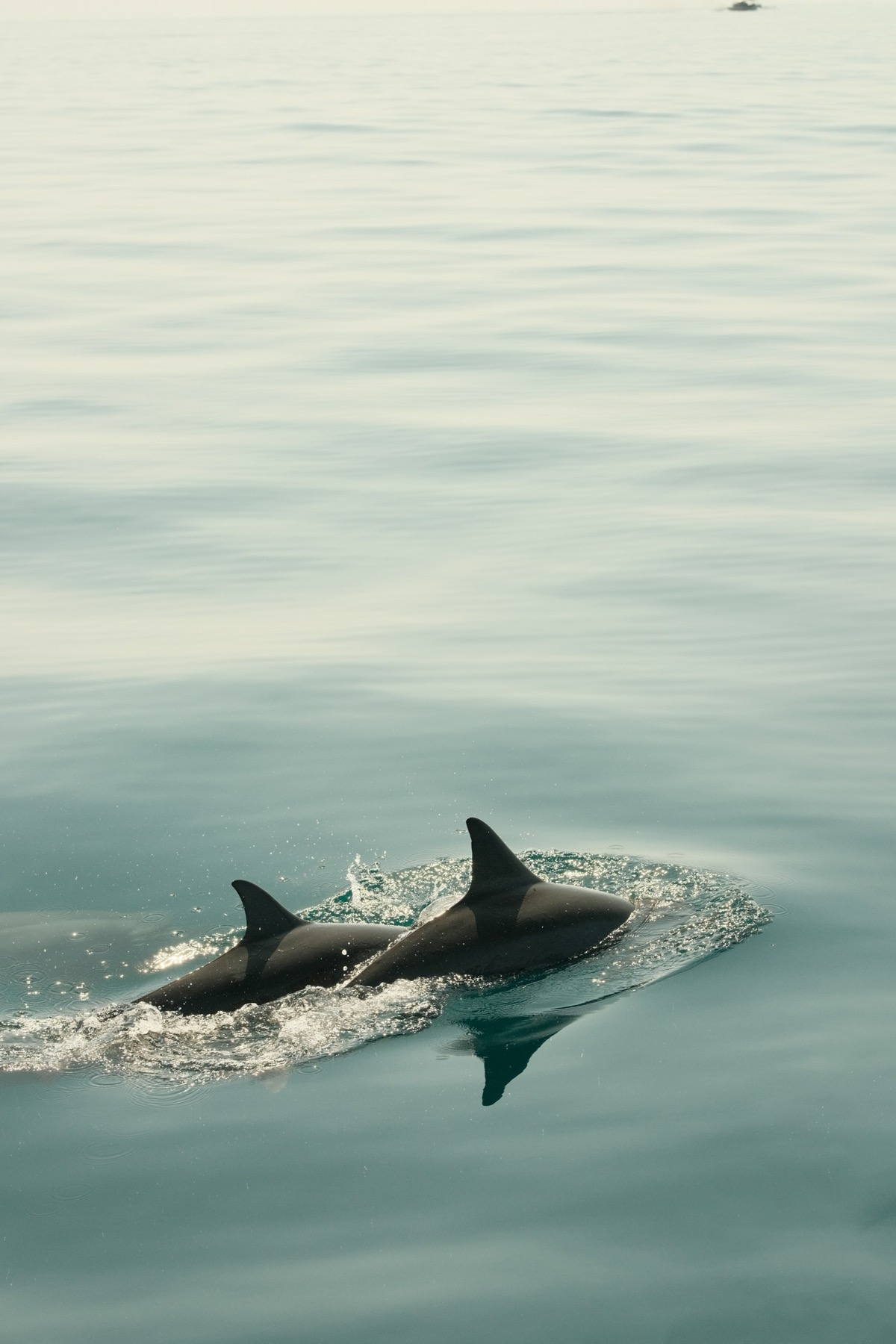 A pair of dolphins surfacing in the calm bay below the property in Bocas del Toro