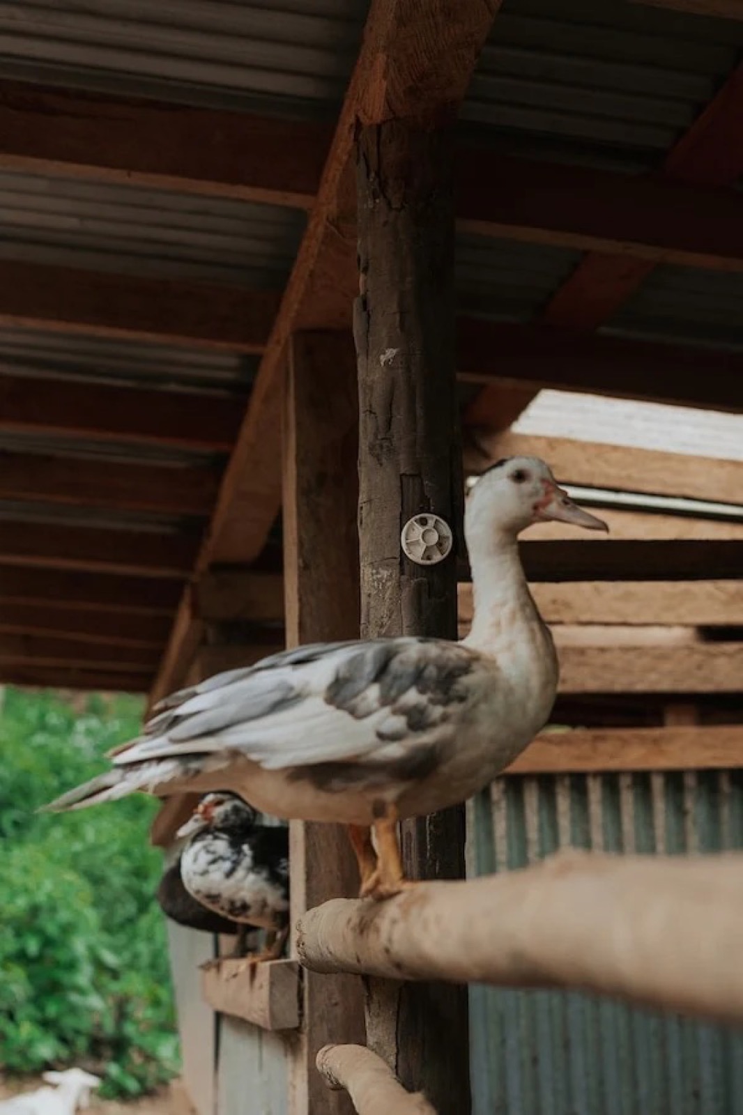 A muscovy duck perched in the timber animal barn