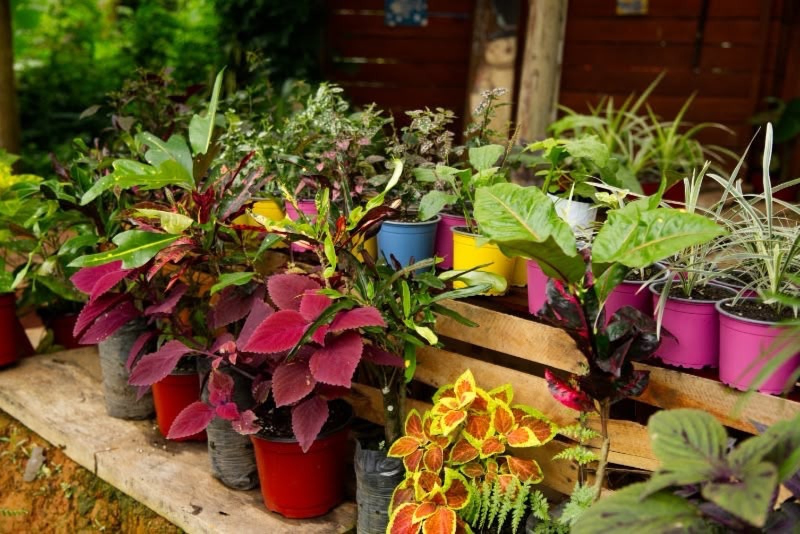 Colorful potted tropical plants at the on-site plant nursery