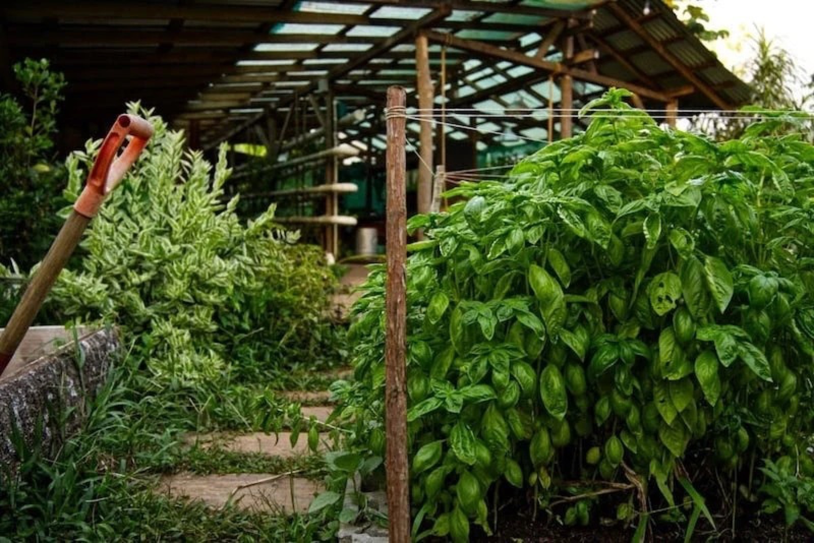 Basil and herbs growing inside the greenhouse