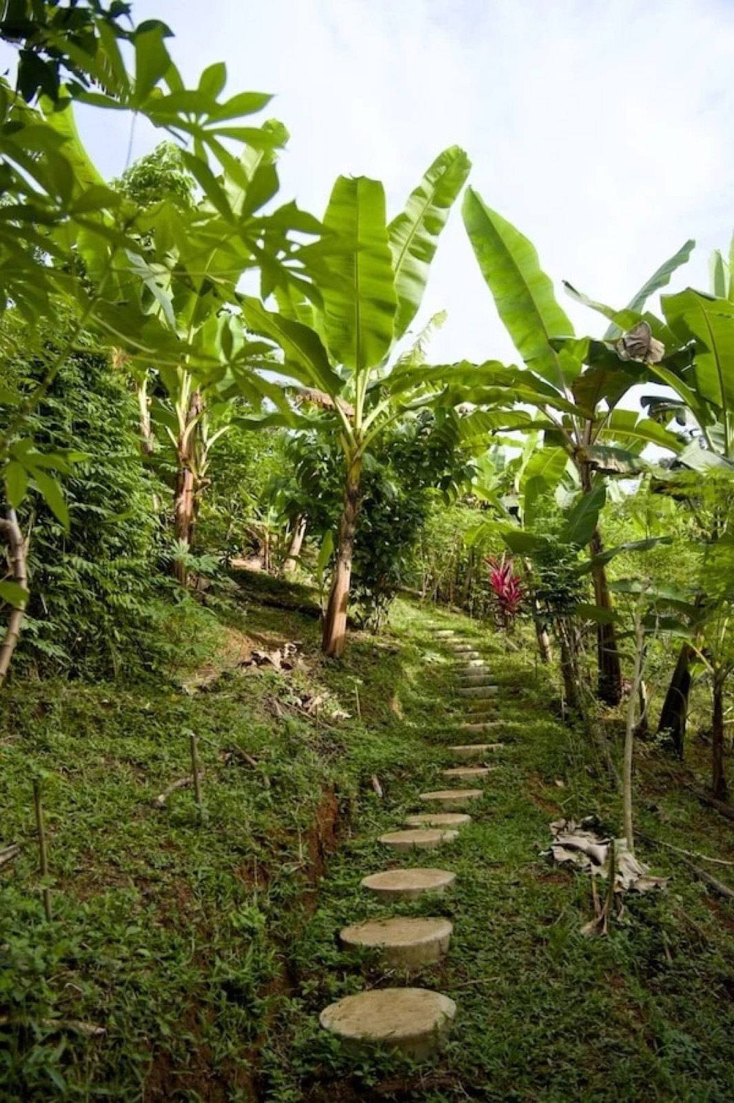 Stone stepping-stone path winding up the hillside through banana trees