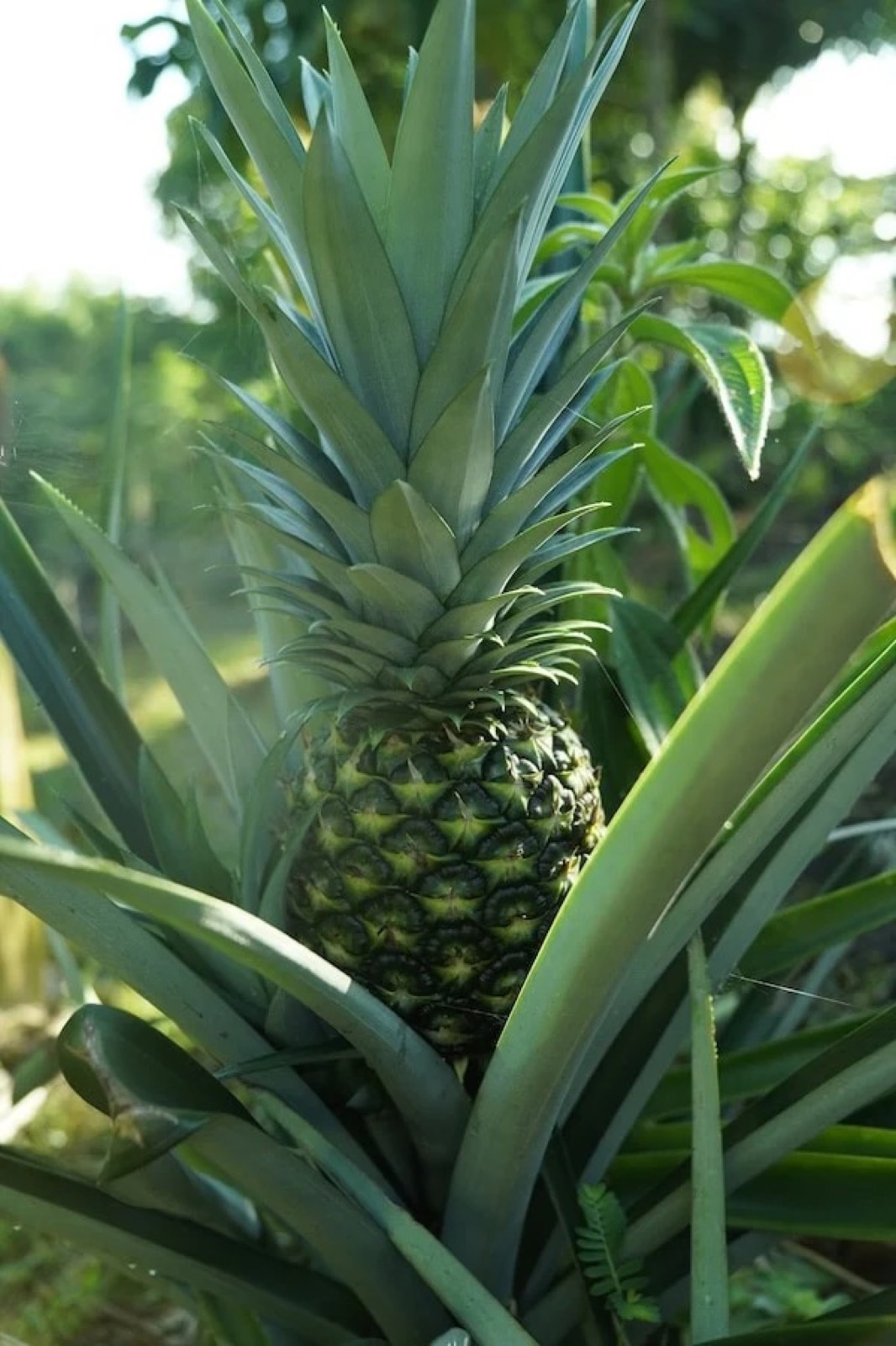 A pineapple ripening in the food forest