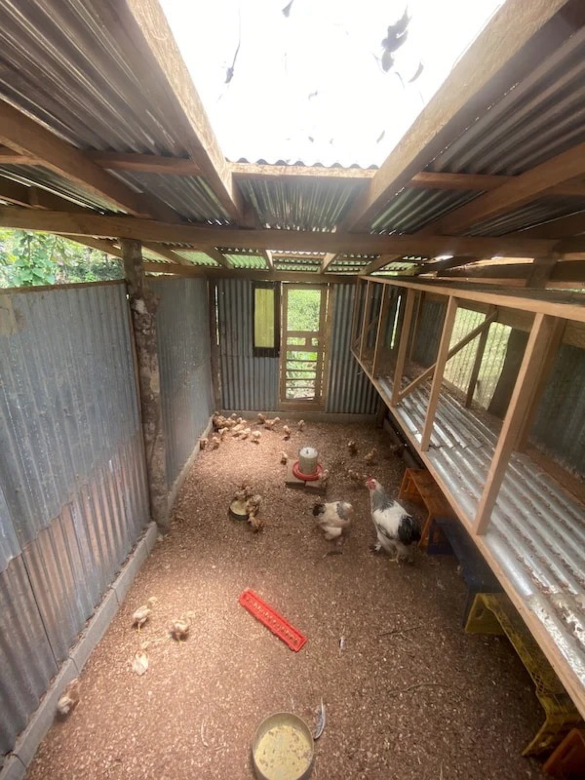 Inside the large animal barn with roosting hens