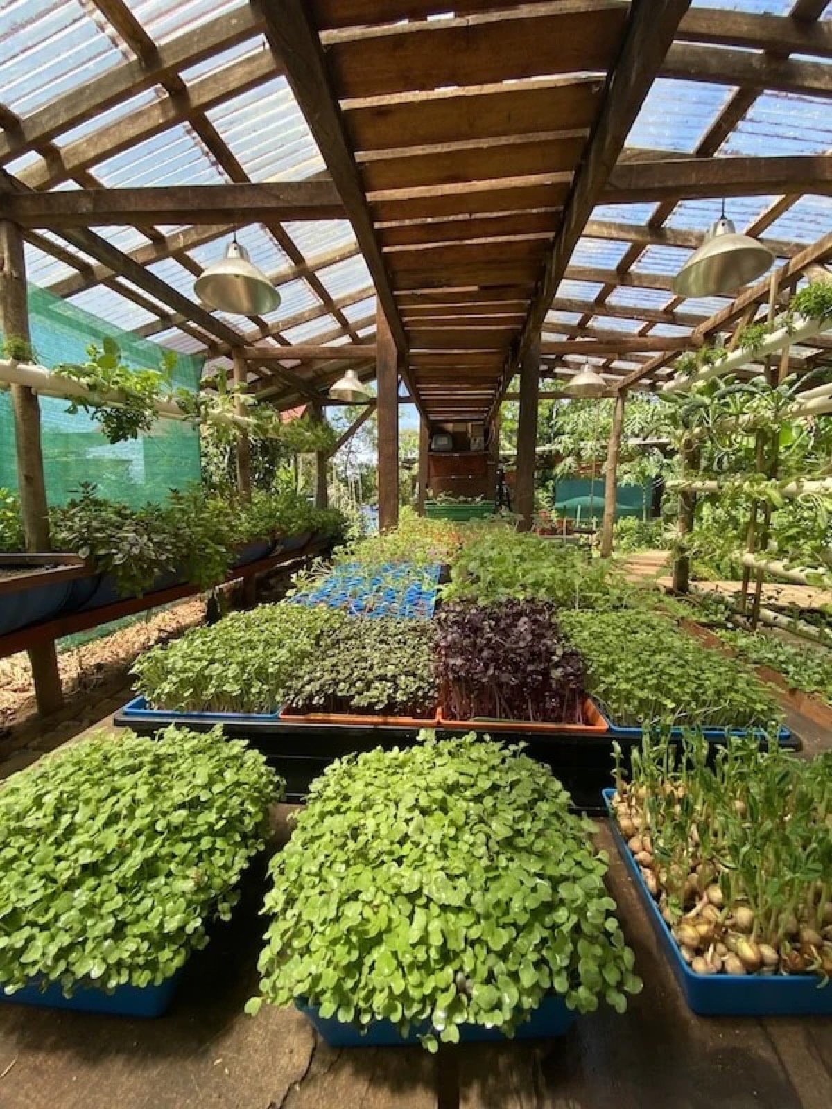 Trays of seedlings and microgreens under the greenhouse shade roof