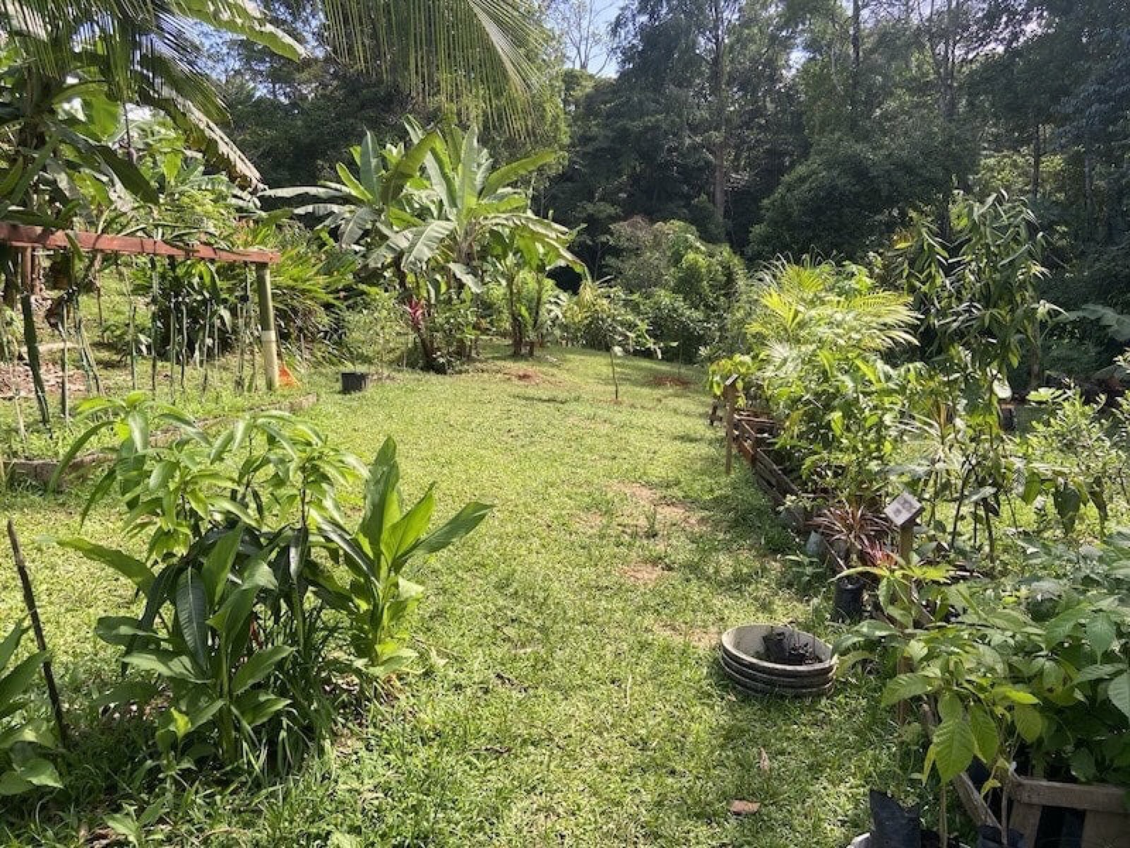 Cultivated garden beds in a sunny clearing on the property