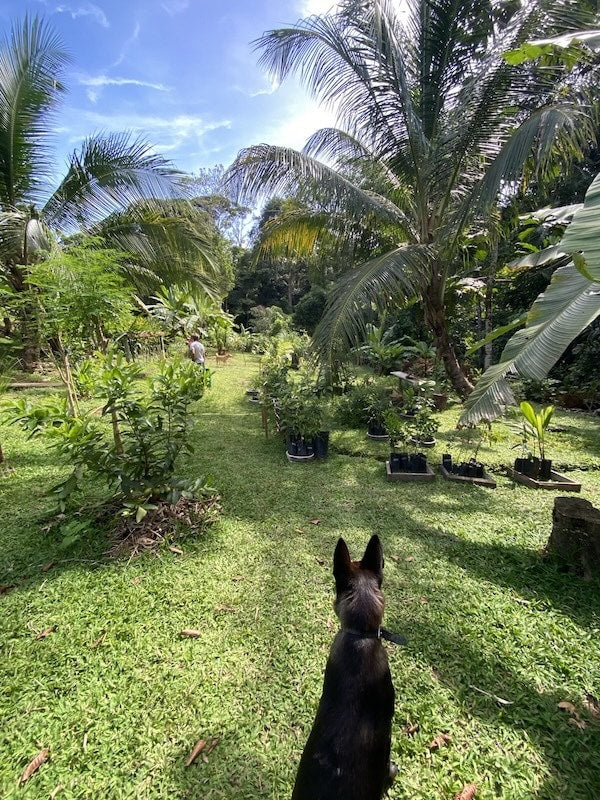 Tropical food forest and plant-nursery rows of potted fruit trees on the homestead