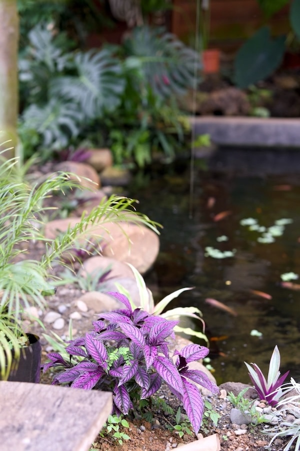 Ornamental koi pond bordered by tropical purple foliage