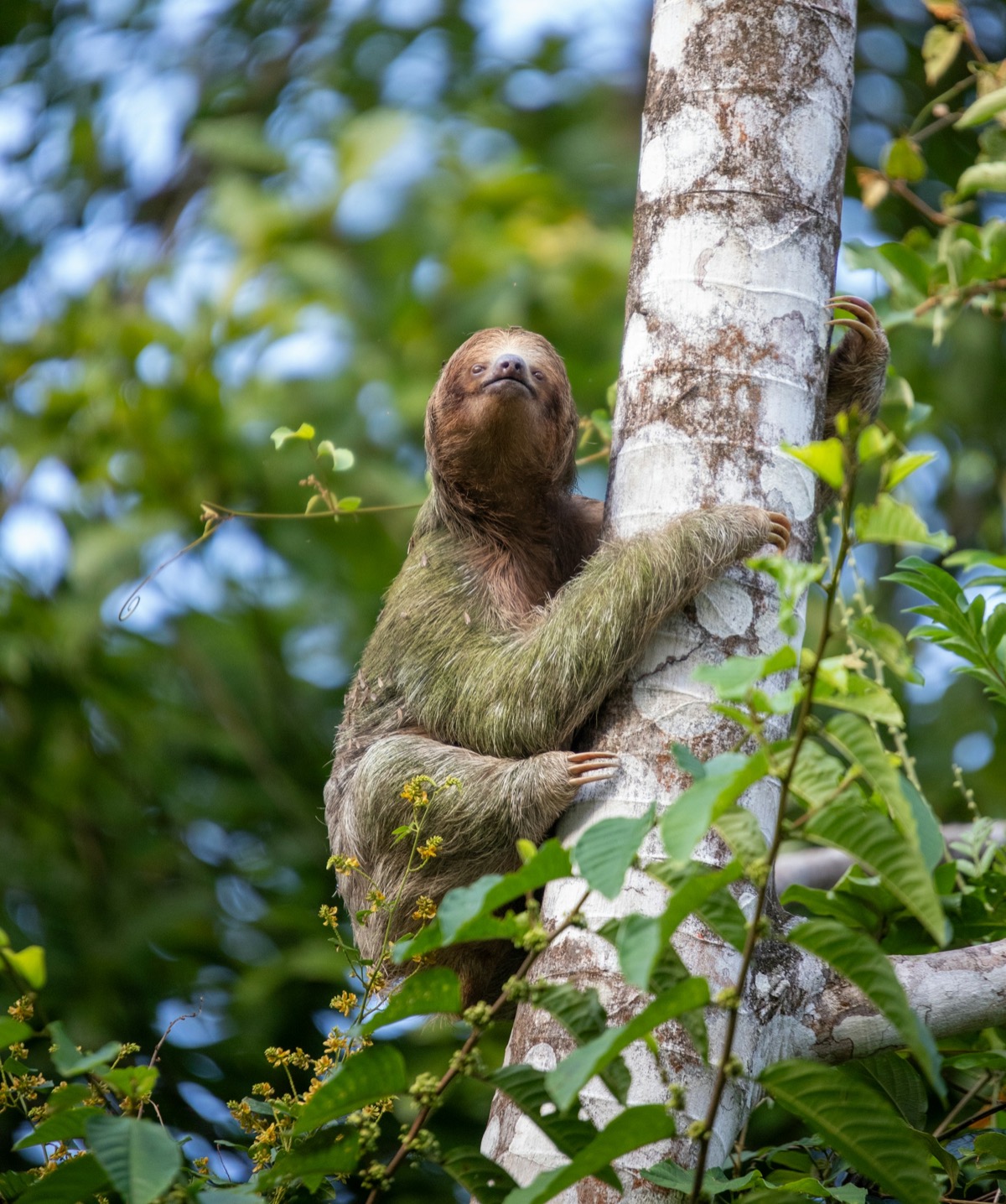 A three-toed sloth climbing a tree on the island homestead