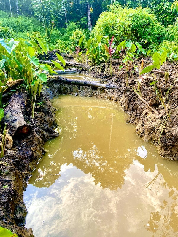Hand-dug swale channeling water through the wetland system