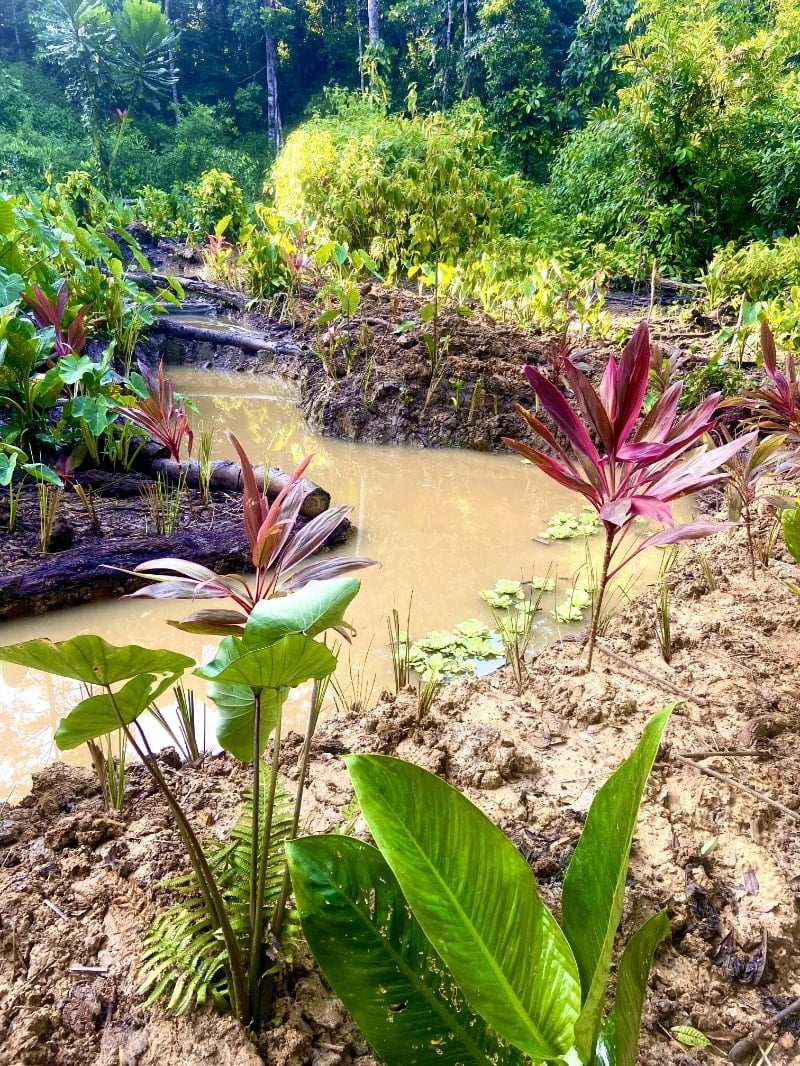 Planted wetlands reservoir that stores and filters rainwater